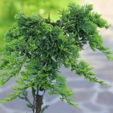 Smreka ljuskava: plava šveđanka, zlatni plamen, mala joanna